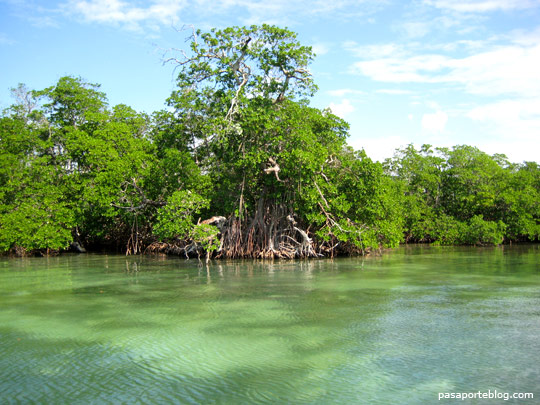 Recorrido en canoa por manglares del Pacífico colombiano